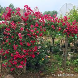 花卉霸主木香花，房子都能爬满了，香味浓郁，花期还长