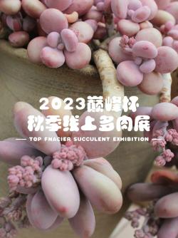 2023巅峰杯线上多肉展，让你一览多肉世界之奇妙！