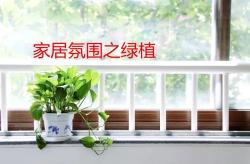 这10种绿植摆家里，营造生机气息，提高设计档次