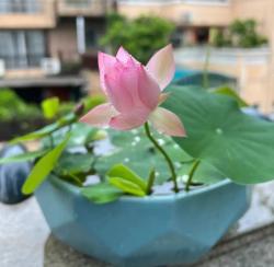 40℃高温天，水生植物的主场！凌波摇曳，捎来一夏清凉