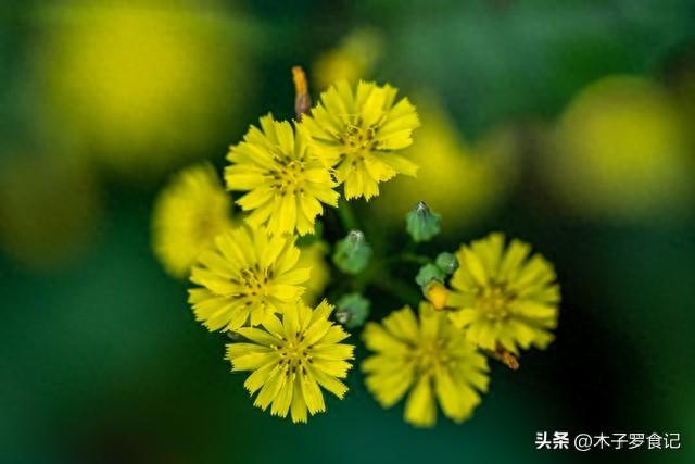 江南的野芥菜，花叶嫩苗可炒、煮、凉拌，味甘微苦，清热解毒