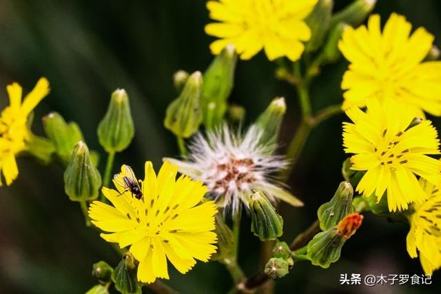 江南的野芥菜，花叶嫩苗可炒、煮、凉拌，味甘微苦，清热解毒