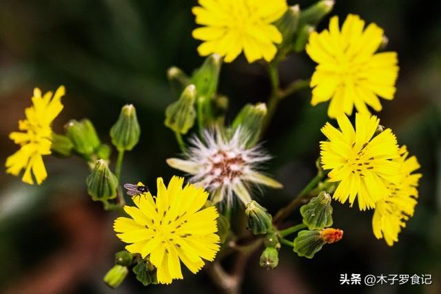 江南的野芥菜，花叶嫩苗可炒、煮、凉拌，味甘微苦，清热解毒