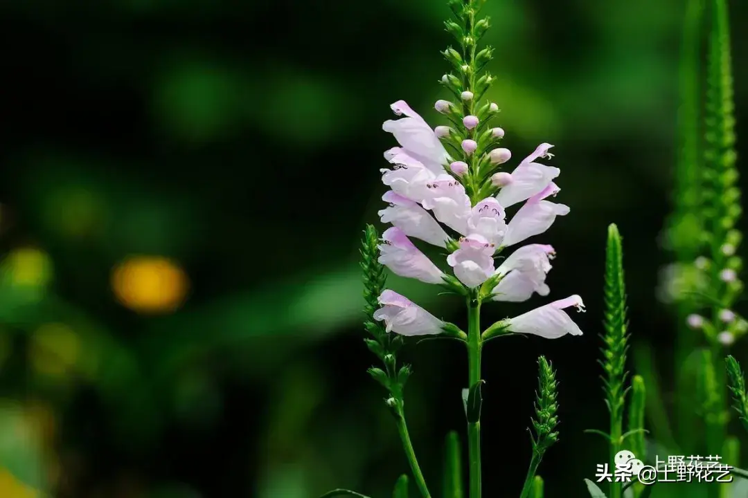 假龙头花：愿望达成，节节高升