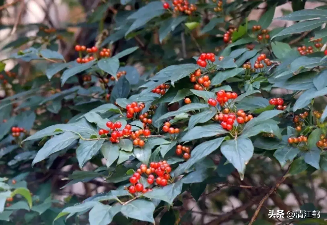 人称“金银木”带“金”的植物，美在秋天里的“一树红”，认识吗