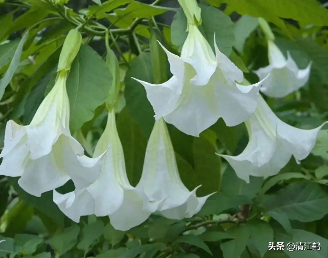 古装剧“蒙汗药”曼陀罗，你不知道的“活见鬼”植物，普通又神秘