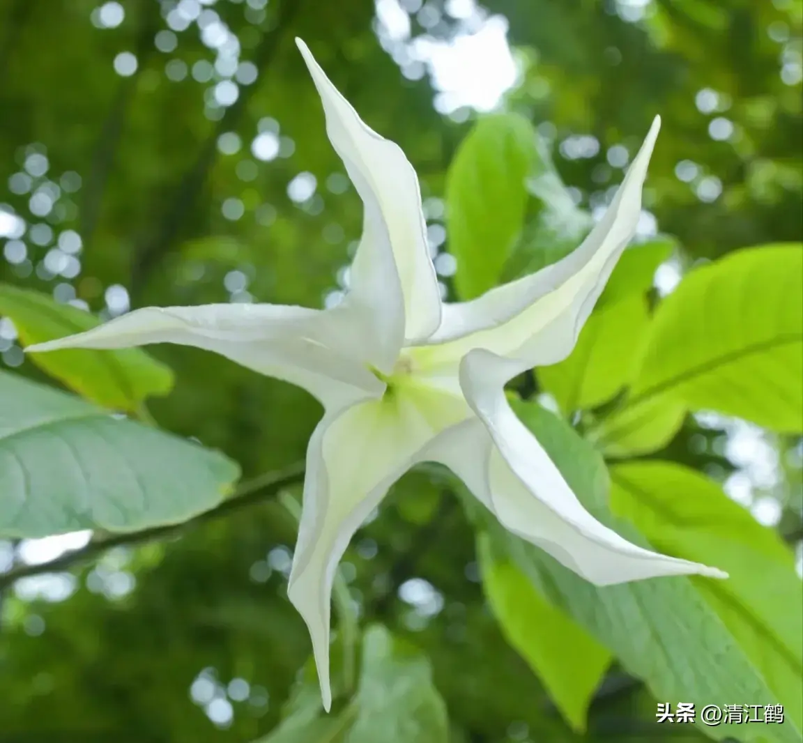 古装剧“蒙汗药”曼陀罗，你不知道的“活见鬼”植物，普通又神秘