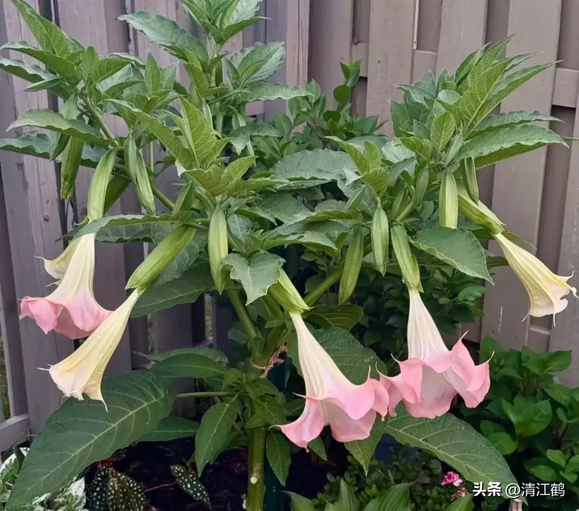 古装剧“蒙汗药”曼陀罗，你不知道的“活见鬼”植物，普通又神秘