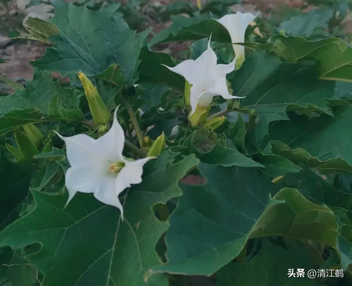 古装剧“蒙汗药”曼陀罗，你不知道的“活见鬼”植物，普通又神秘