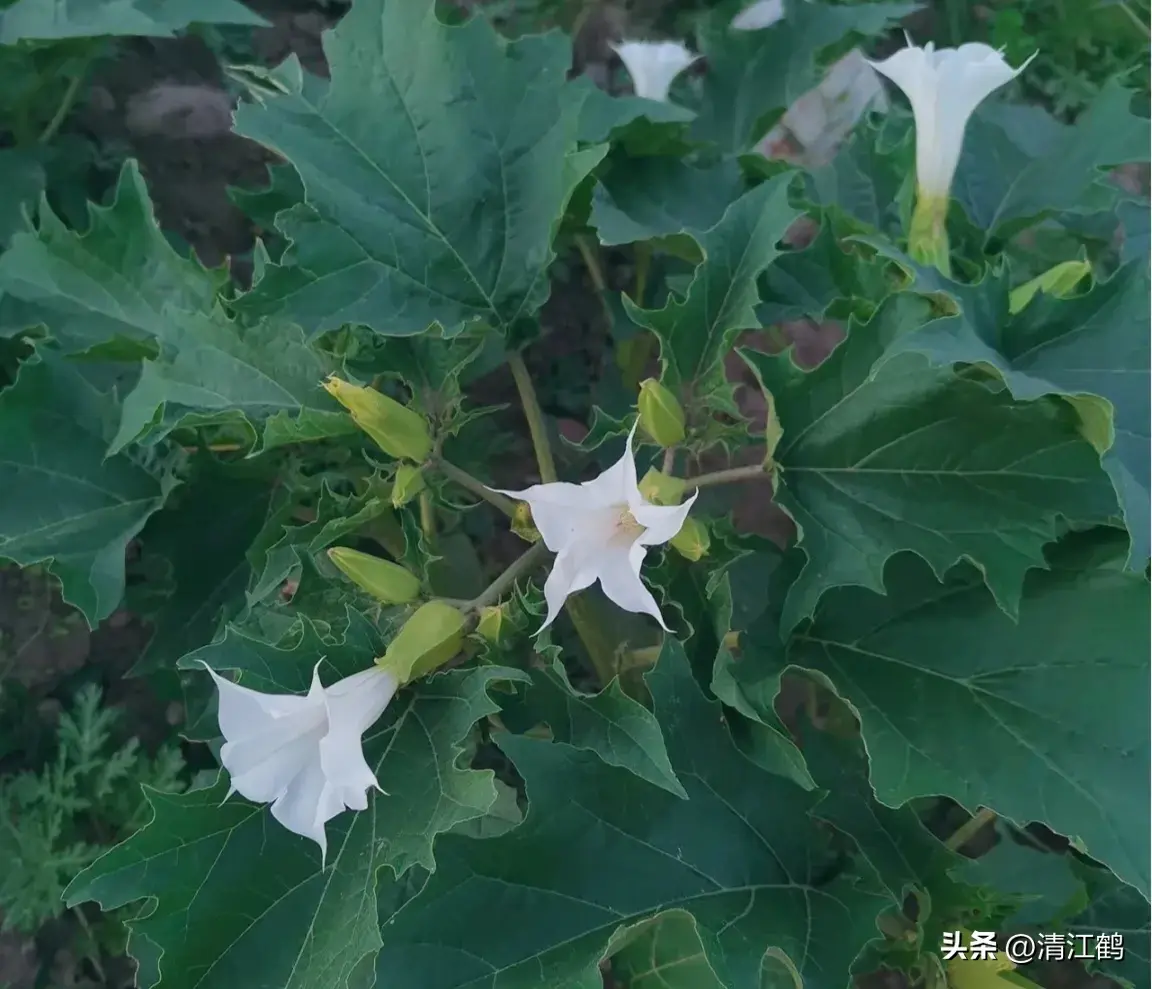 古装剧“蒙汗药”曼陀罗，你不知道的“活见鬼”植物，普通又神秘