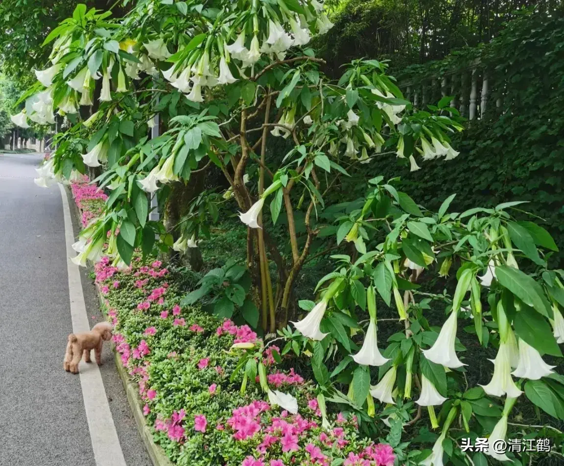 古装剧“蒙汗药”曼陀罗，你不知道的“活见鬼”植物，普通又神秘