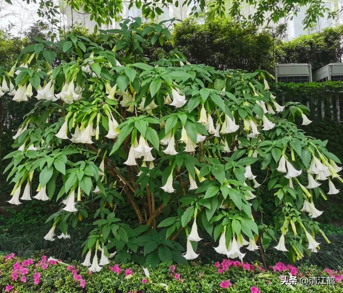 古装剧“蒙汗药”曼陀罗，你不知道的“活见鬼”植物，普通又神秘