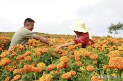 小小致富花，不仅好看竟还是中药材?