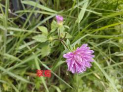 身边常见的10种菊花，有图片有简介，容易记住