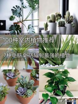 100种室内植物推荐 防辐射净化空气（68-74）