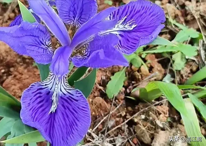 最美人间四月天，鸢尾花开形如蝶，高效园艺栽培牢记4点就好