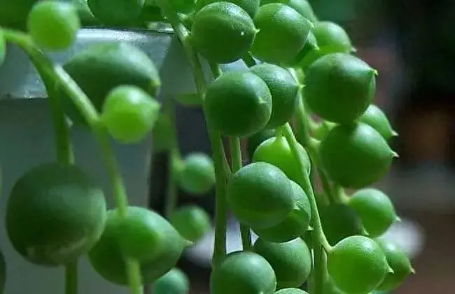 十种最适合“植物杀手”的花卉，轻松打理也能生机勃勃