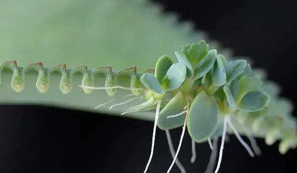 十种最适合“植物杀手”的花卉，轻松打理也能生机勃勃