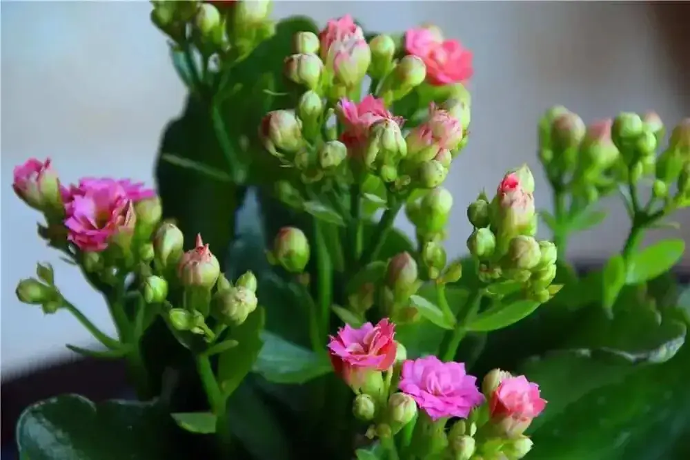 十种最适合“植物杀手”的花卉，轻松打理也能生机勃勃