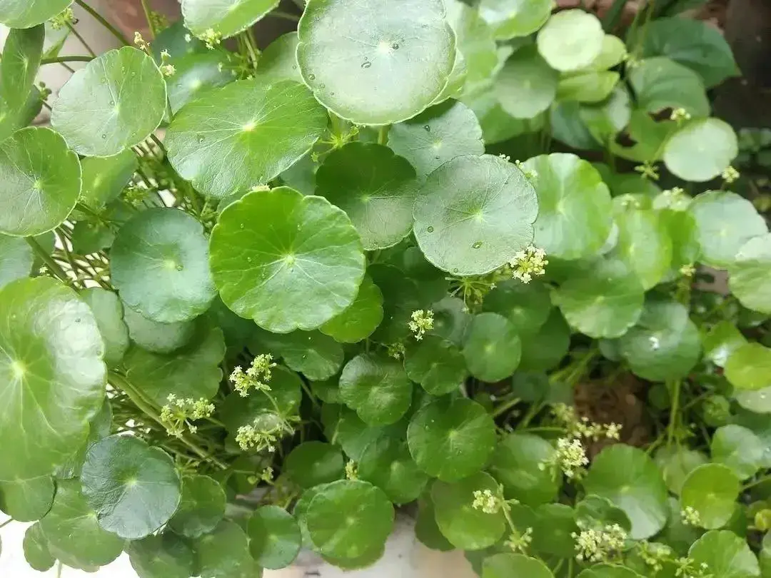 十种最适合“植物杀手”的花卉，轻松打理也能生机勃勃