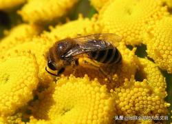 动物界全系列蜜蜂总科—花蜂类