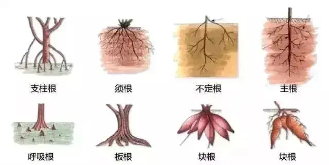 揭秘植物器官：自然界精妙绝伦的组合