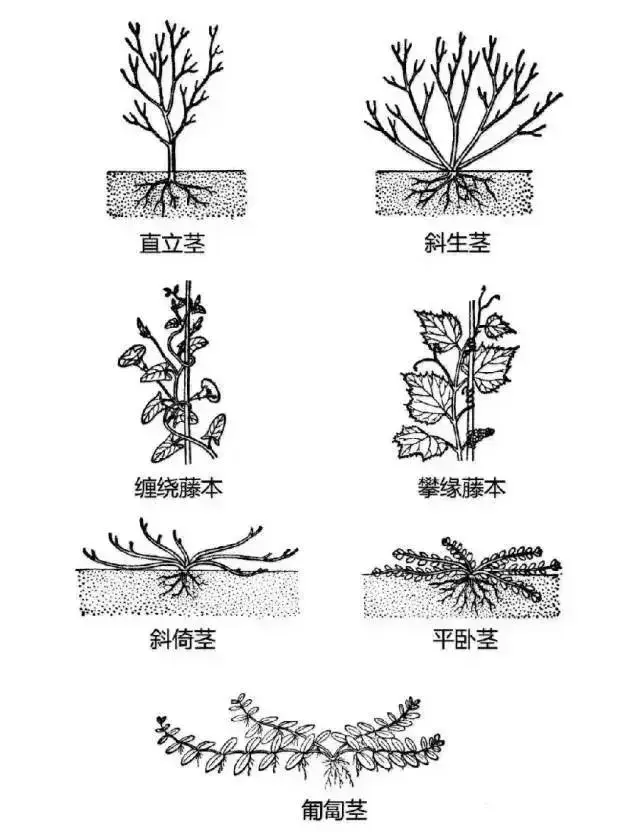 揭秘植物器官：自然界精妙绝伦的组合