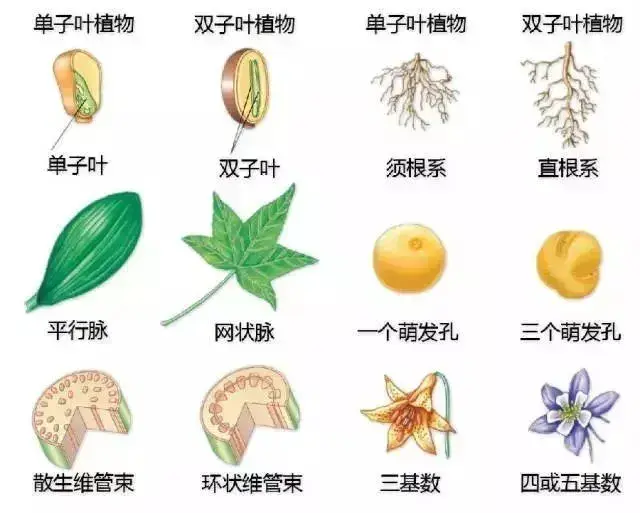 揭秘植物器官：自然界精妙绝伦的组合