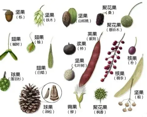 揭秘植物器官：自然界精妙绝伦的组合