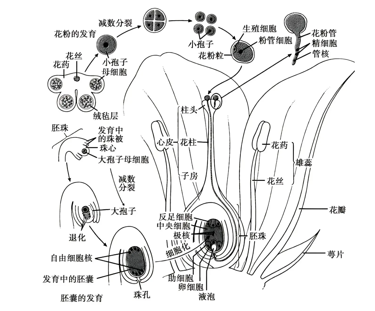 揭秘植物器官：自然界精妙绝伦的组合