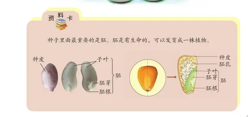 揭秘植物器官：自然界精妙绝伦的组合