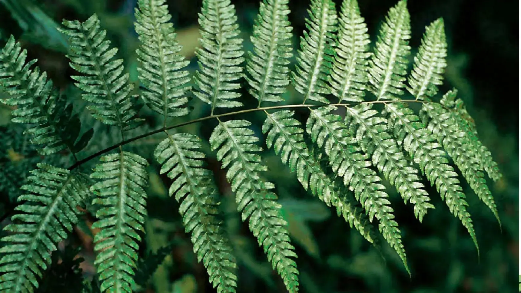 《探秘:植物叶子为何是绿色》