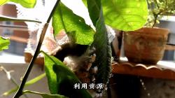 为什么有些植物先开花，后长叶子？