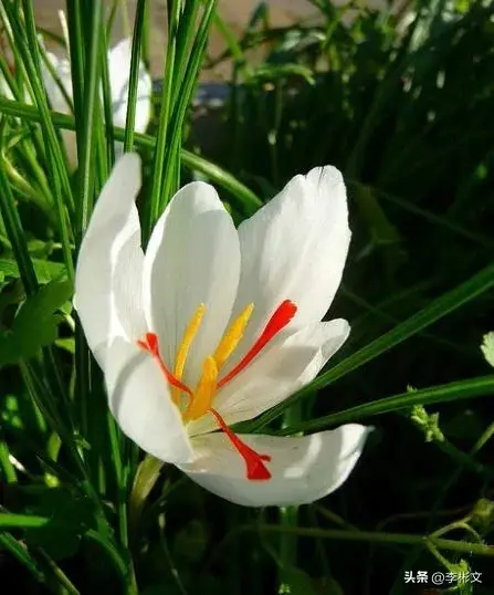 首发原创·秋天盛开的花（续）·藏红花·羊蹄甲·三角梅·美人蕉·朱槿