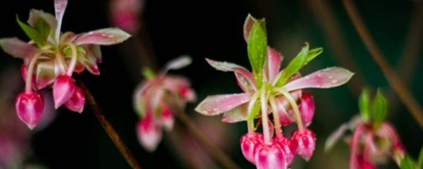 吊钟花的养殖方法