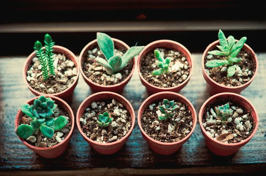 在盆栽植物土面铺上铺面石，优缺点很多，该如何正确使用铺面石？