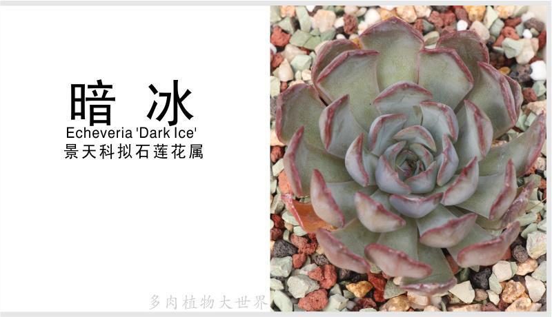 「暗冰」景天科拟石莲花属多肉植物，喜温暖干燥光照充足的环境