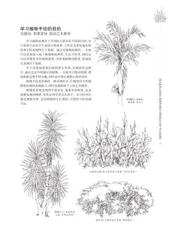 500种景观植物手绘临摹合集（一）