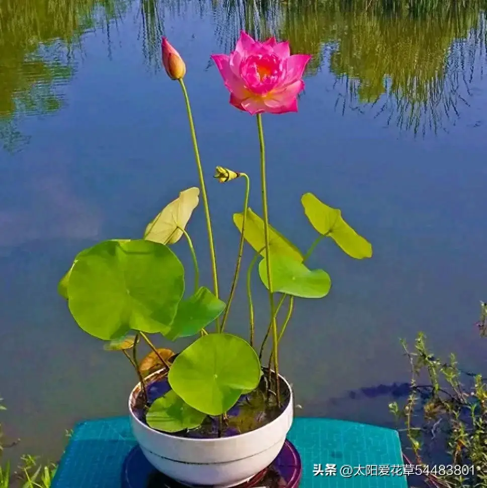 5种喜水花，“缺水就完蛋”，大水浇长不停，越浇越旺，越浇油绿