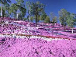 20种“漂亮花”耐-15℃低温，冬天放外面冻一冻，开花还更多