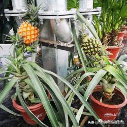 手把手种“盆栽菠萝”，你家的阳台还有位置吗？