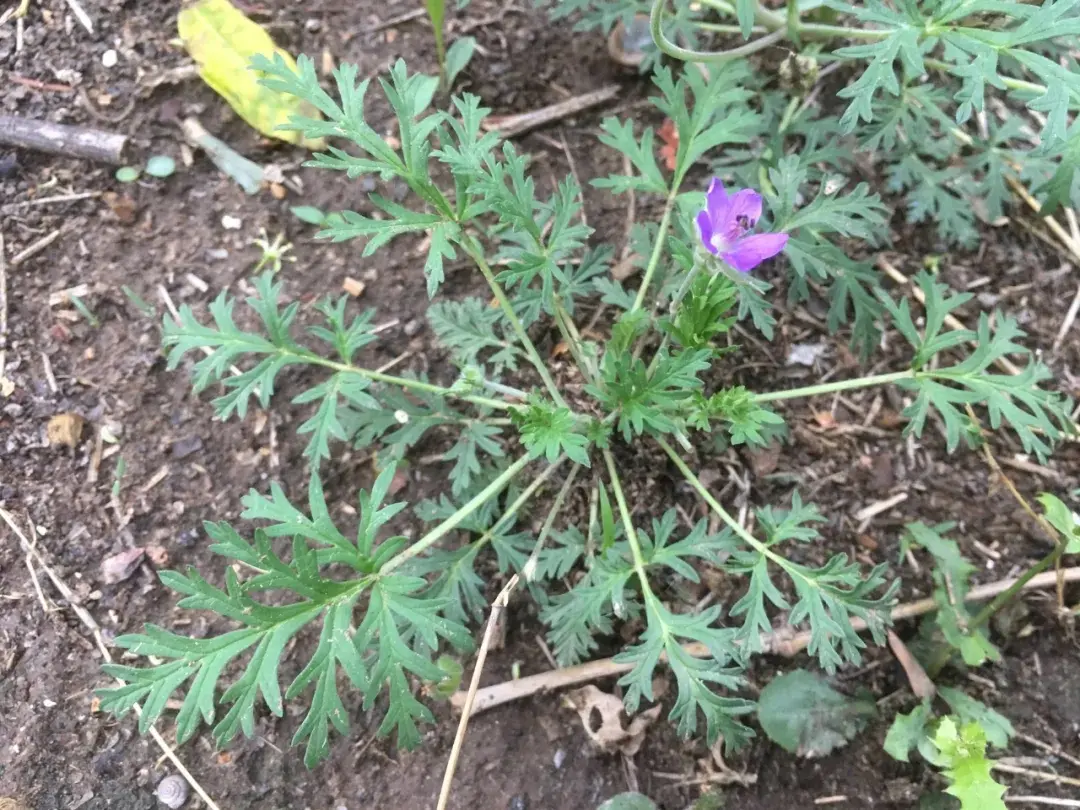 牻牛儿苗丨俗称老鹳嘴、太阳花的杂草，嫩苗为野菜，还可入药