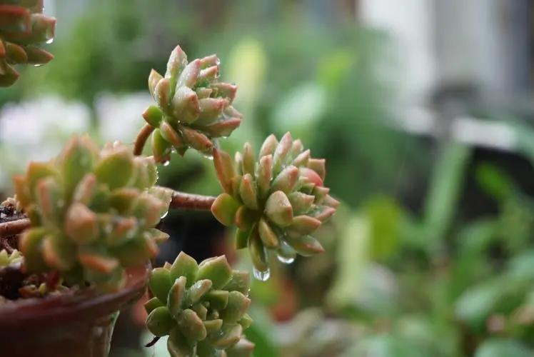 风吹雨打都不怕的5种多肉植物，越长越皮实，生命力太强悍了！