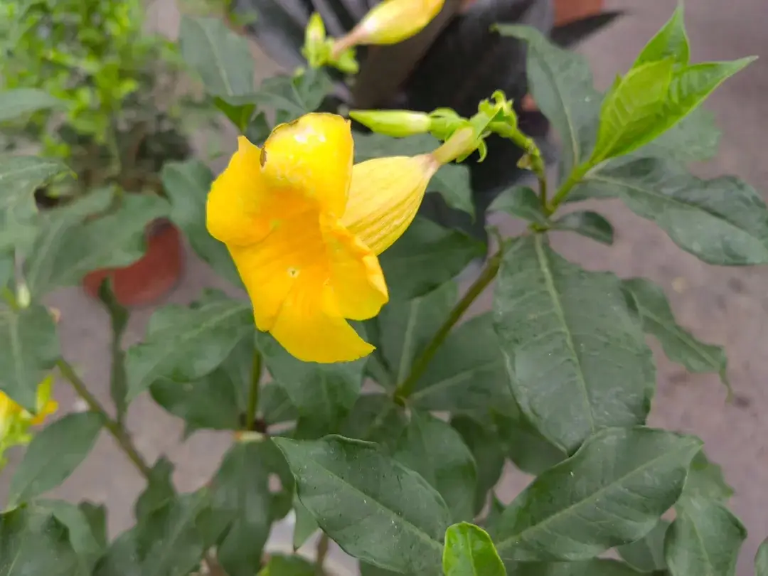 黄蝉丨美艳的夹竹桃科植物，花朵明艳，全株有毒