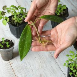 秋季常见盆栽植物快速扦插繁殖指南，新手也可以大胆尝试