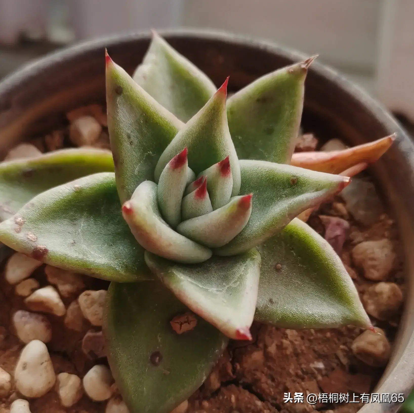 浅析四种多肉植物和它们的特性和特征