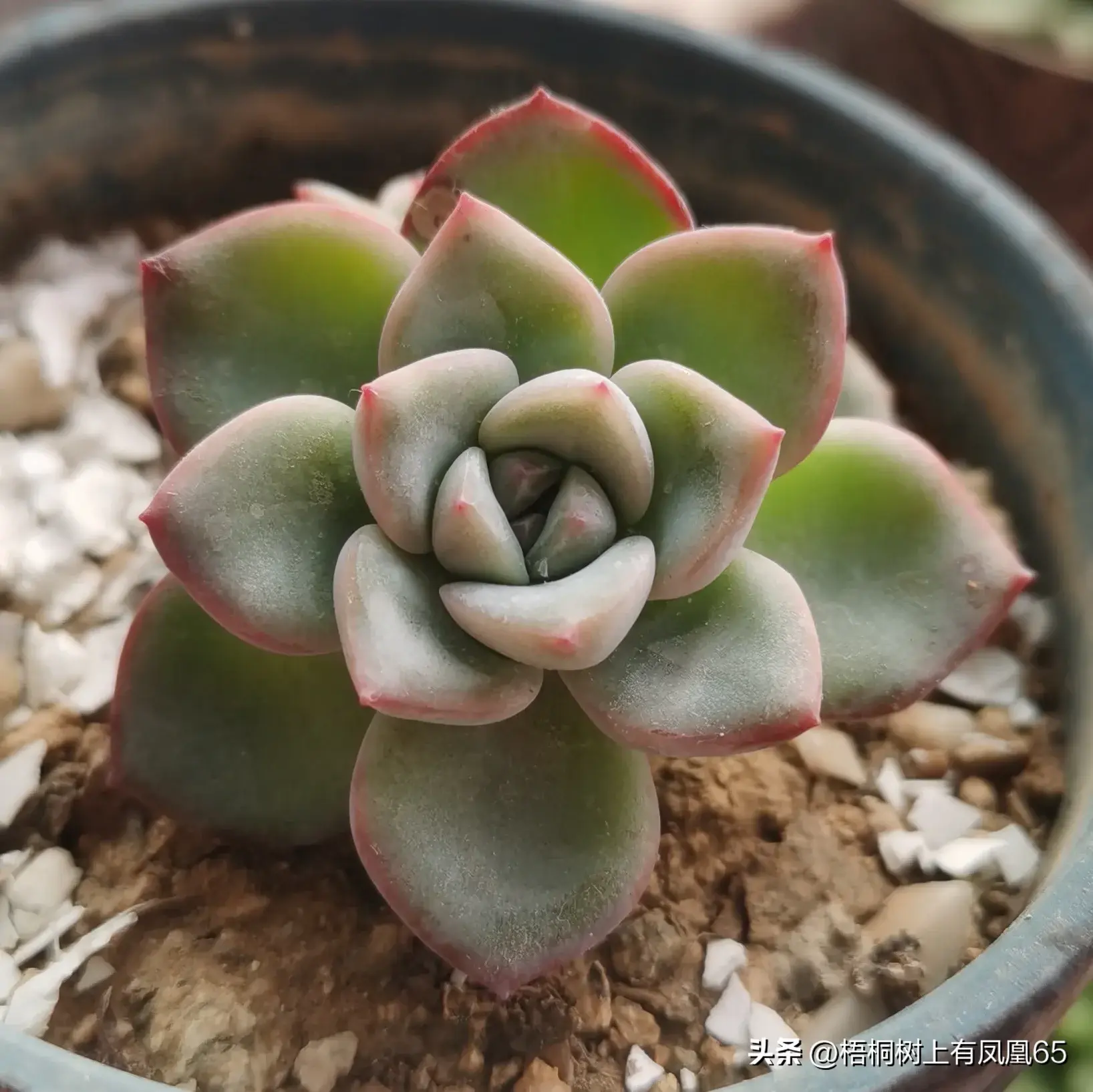 浅析四种多肉植物和它们的特性和特征