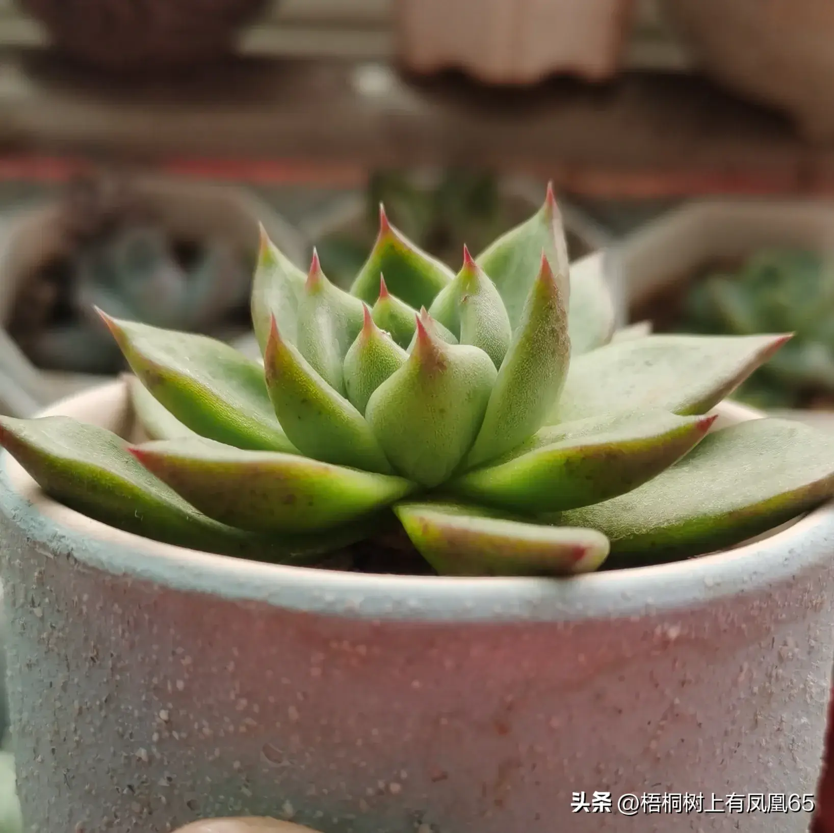 浅析四种多肉植物和它们的特性和特征