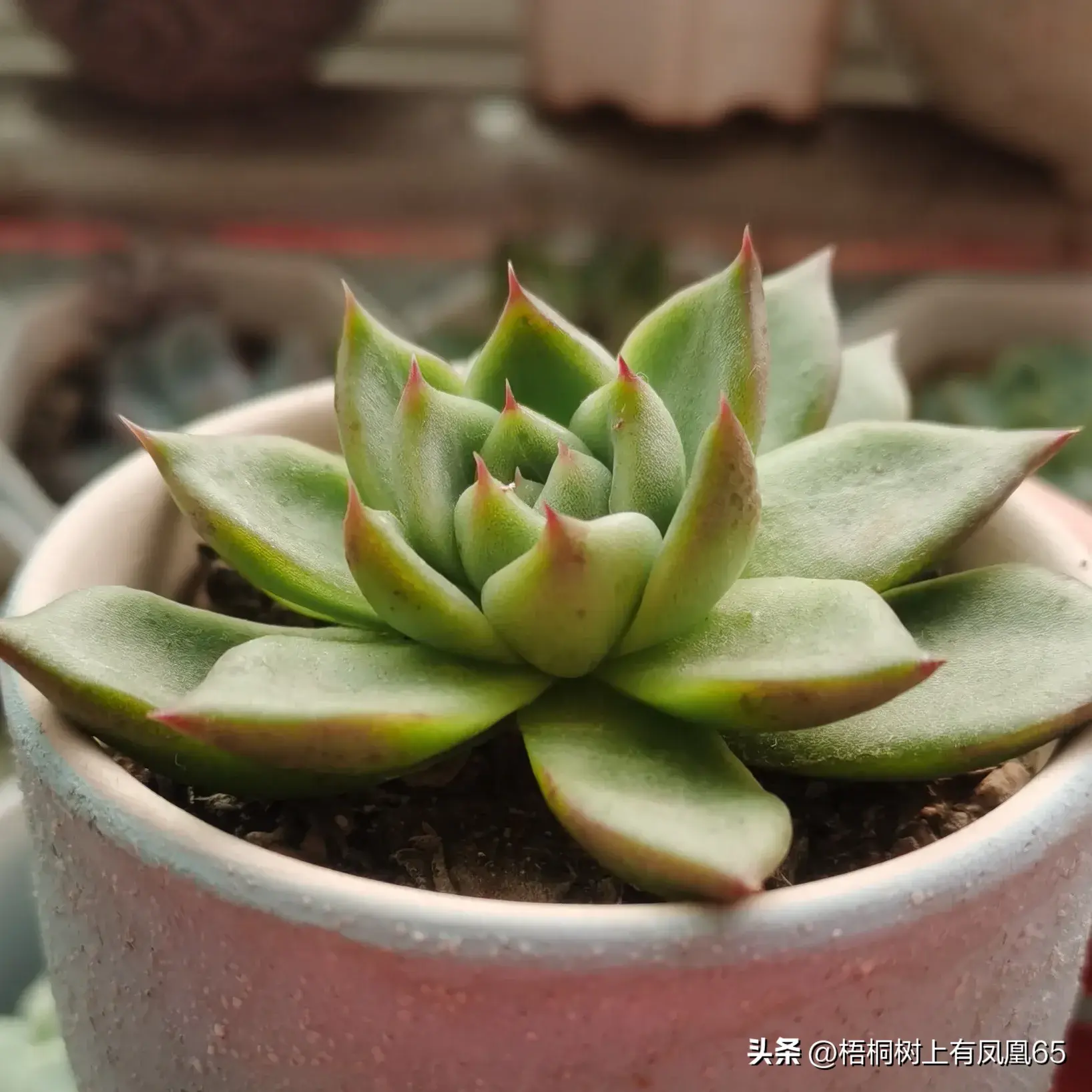 浅析四种多肉植物和它们的特性和特征