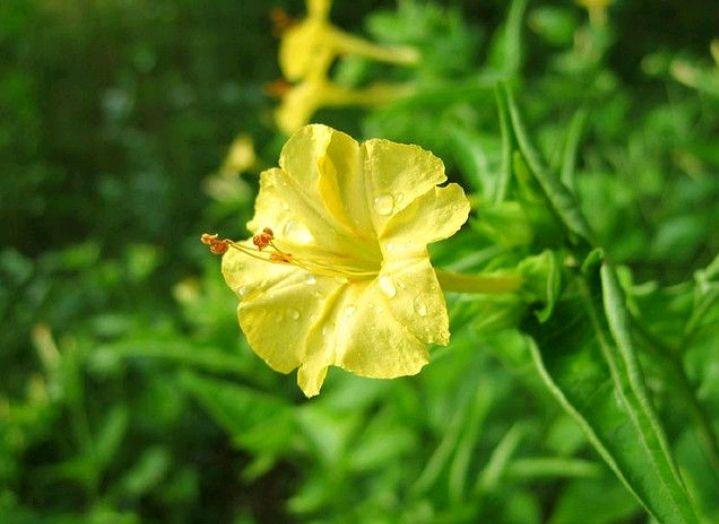 紫茉莉也叫地雷花，它有哪些用途呢？